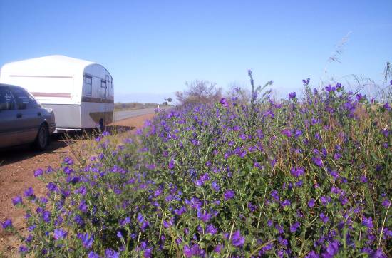 Wild-flower Country.... Western Australia. 