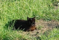 One of the farm cats
