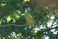 Bird in the trees
