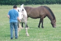 Our son with the horses in the field next to the site